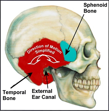 cranium structure