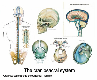 craniosacral system