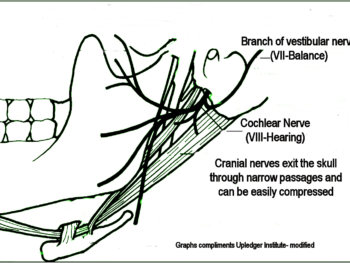 facial nerve with diagastric
