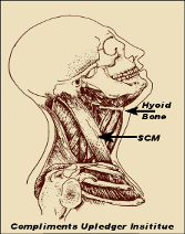 hyoid bone SCM