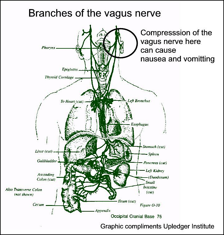 branches of the vagus nerve