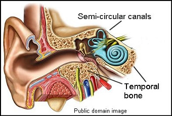 ear vestibular system