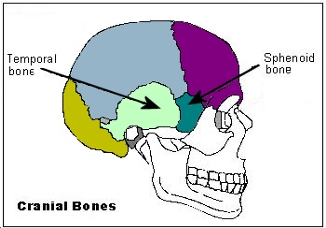 skull sphenoid temporal